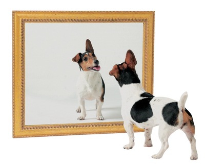 dog-mirror.jpg